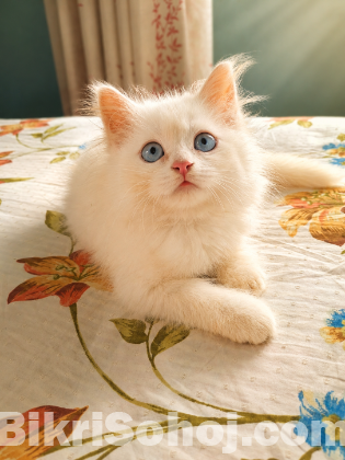 Persian Cat